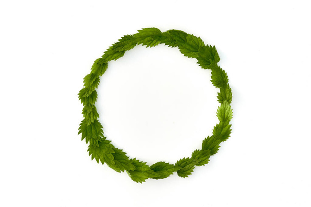 Flat lay composition with leaves of young nettle along circle on white background. - Фото, зображення
