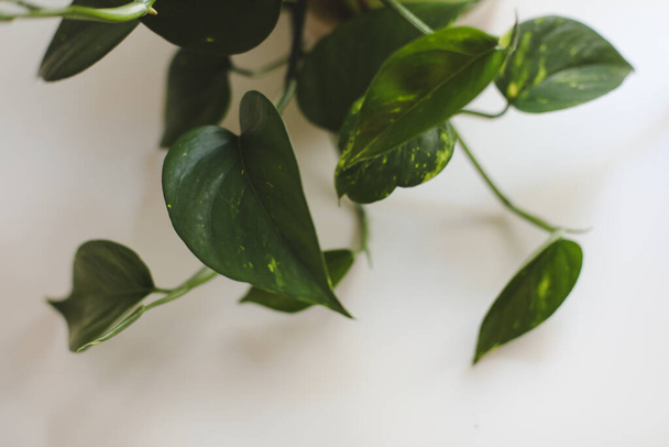  Dekorative Zimmerpflanze mit großen grünen Blättern auf weißem Hintergrund - Foto, Bild