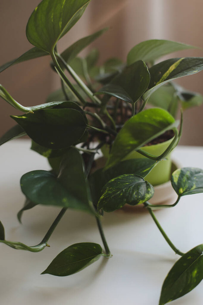  decorative indoor plant with big green leaves on white background - Valokuva, kuva