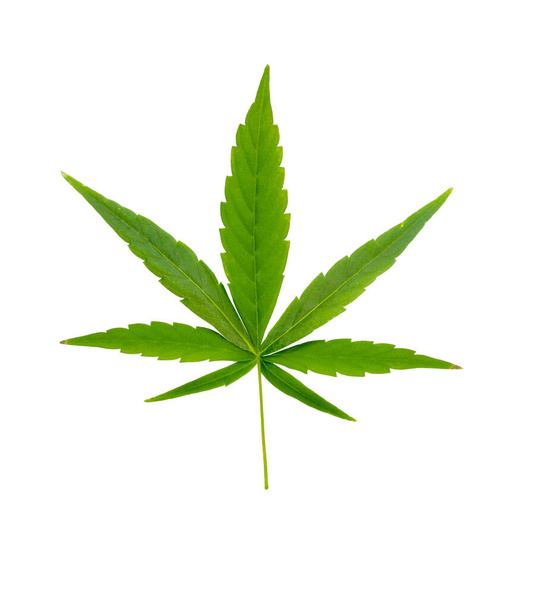Hoja de cannabis con tres secciones cortadas sobre fondo blanco. Listo para colocar en maquetas - Foto, Imagen