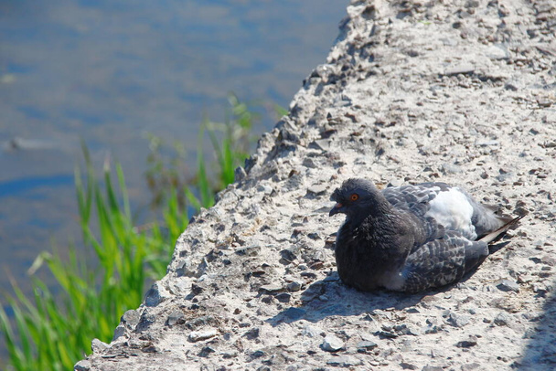 Дикий голубь сидит на камне - Фото, изображение