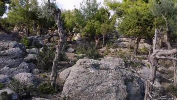 Tájkép örökzöld fák nőnek szürke sziklák között egy nyári napon. - Felvétel, videó
