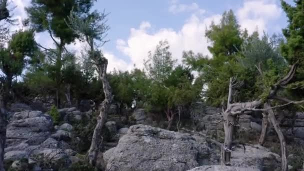 A kövekkel borított hegyen növő örökzöld fák közelsége. - Felvétel, videó