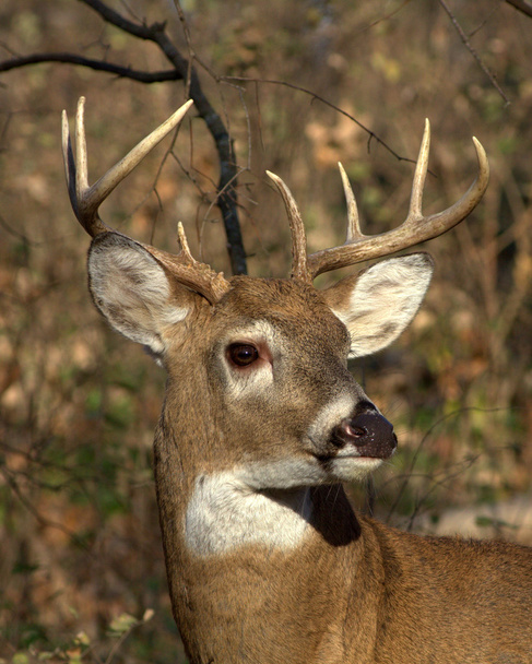 White-tailed Deer - Photo, Image