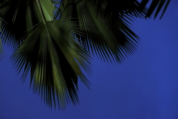 Schöne Palmen  - Foto, Bild