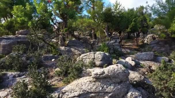 Exotic plants and trees growing among rocks in mountains. - Footage, Video