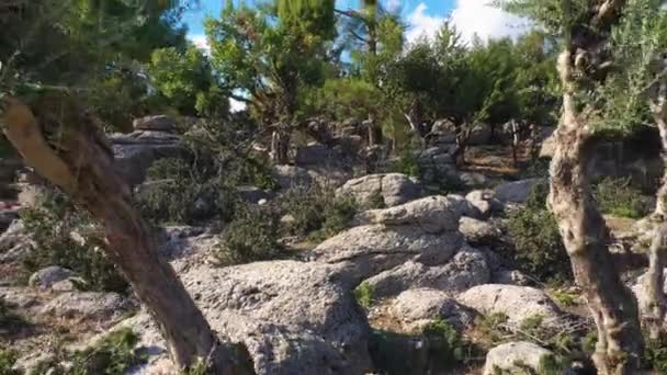 Miniature coniferous trees growing on the rocks on a sunny summer day. - Footage, Video