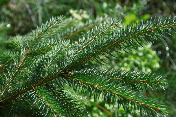Groene takken van een kerstboom na regen - Foto, afbeelding