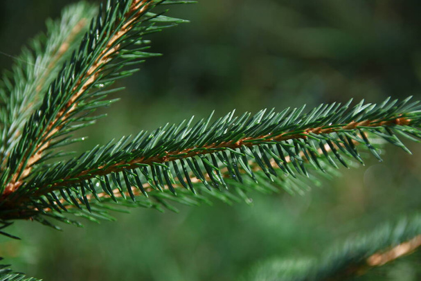 Grüne Zweige eines Weihnachtsbaums nach Regen - Foto, Bild
