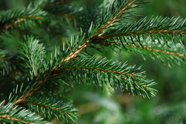 Green branches of a Christmas tree after rain - Photo, Image