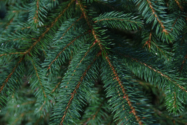 Las ramas verdes del árbol de Navidad después de la lluvia - Foto, Imagen
