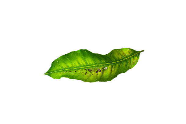 Deficiency of minerals in plant. lack of nitrogen, potassium. Iron deficiency chlorosis. Sick yellow leaf of mango tree. isolated on the white background - Photo, Image