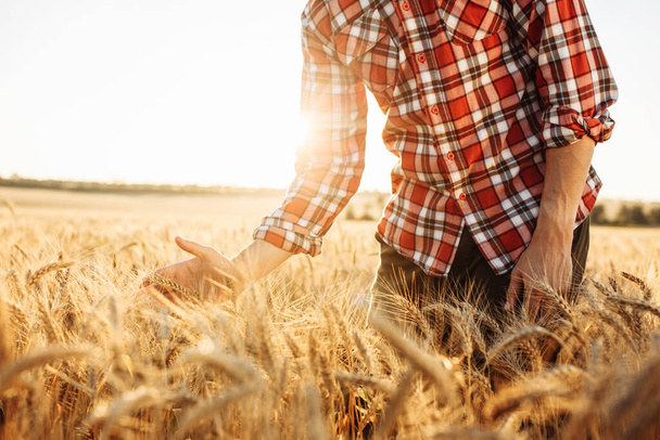 畑を歩いている農夫や農学者の至近距離からの銃撃で、熟した黄金の小麦の小石の上を彼の手が走りました。熟した収穫の概念。美しい暖かい日没の夏の夜 - 写真・画像