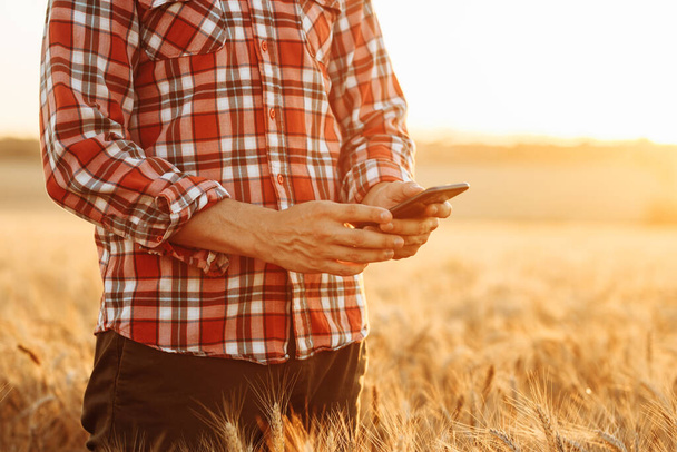 Um fazendeiro homem em uma camisa xadrez fica no meio de um campo com trigo maduro segurando um smartphone. O agrônomo verifica a qualidade da cultura. Um homem num campo contra o pôr-do-sol - Foto, Imagem