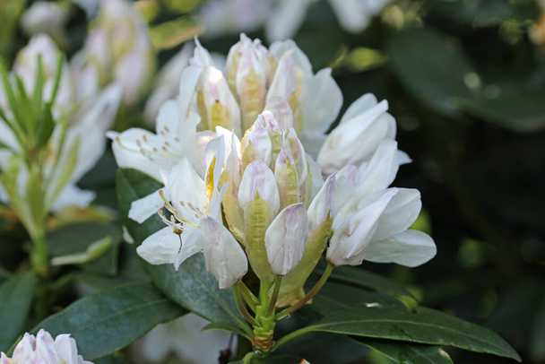 Λευκά υβριδικά άνθη και μπουμπούκια Rhododendron - Φωτογραφία, εικόνα