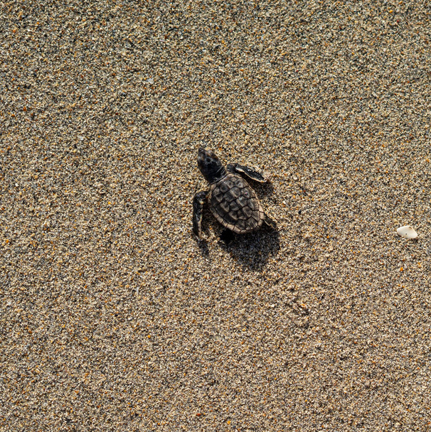 Новонароджена логарифмічна морська черепаха повзе в океан через пісок на сході сонця
 - Фото, зображення