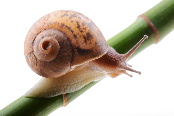Snail on a green bamboo stem - Photo, Image