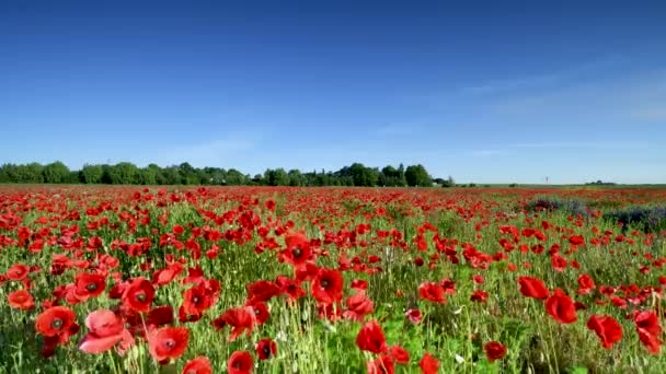 Hermoso día sobre el campo de amapolas rojas - Metraje, vídeo