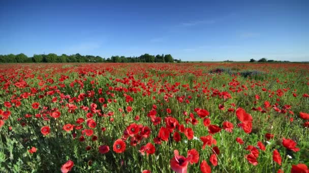 Прекрасный день над полем красных маков - Кадры, видео