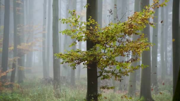 ősz az erdőben légi felvételek - Felvétel, videó