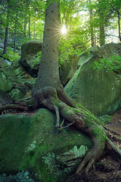 Fairy forest - Foto, Bild