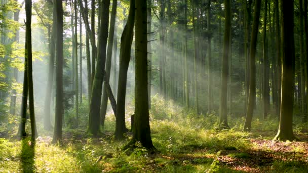 Gyönyörű napfény az erdőben légi felvétel - Felvétel, videó