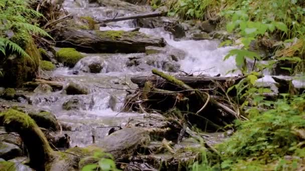 Een kleine bosstroom met snel stromend water over de stenen - Video