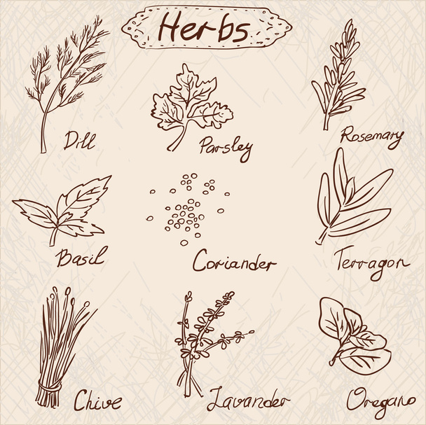 Herbs set, vector hand drawn illustration - Вектор,изображение