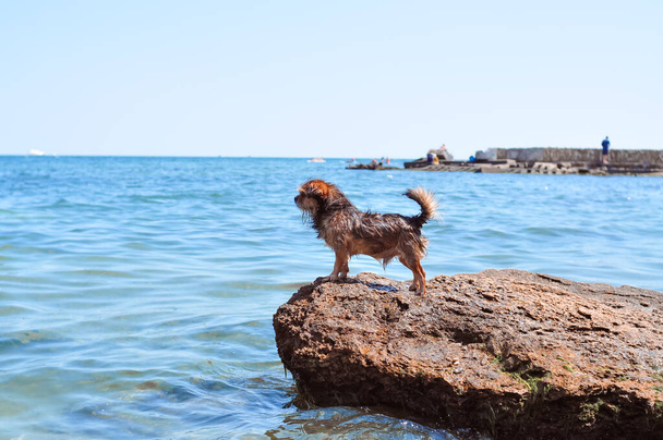 mokrý pes pobývá na kameni a hledí na modré moře, letní dovolená - Fotografie, Obrázek