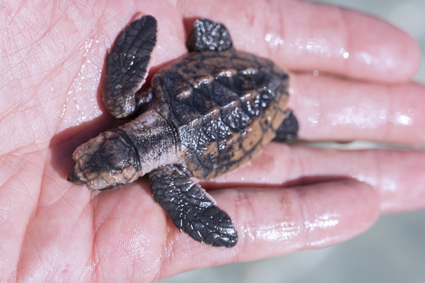 Bebé tortuga dorsal de cuero
 - Foto, imagen