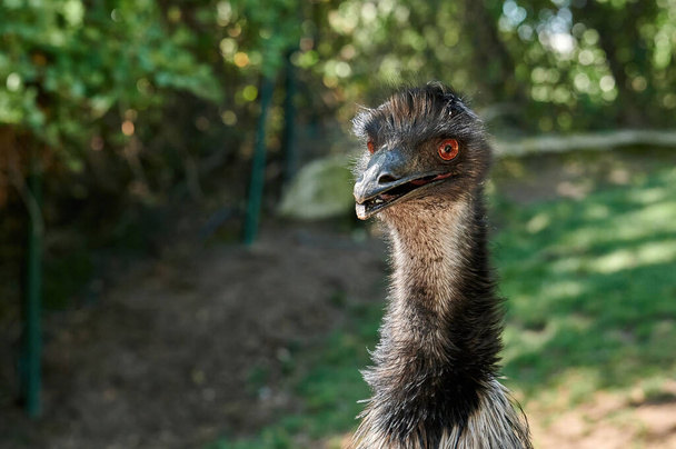 Dicht portret van een gewone emu (Dromaius novaehollandiae) een strutioniform vogelsoort uit de familie Dromaiidae, waar we zijn vacht en oranje ogen kunnen waarderen - Foto, afbeelding