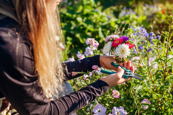 Bahçıvan budama aletini kullanarak yaz bahçesinden birkaç tane aster topladı. Buketler için çiçek hasadı. - Fotoğraf, Görsel