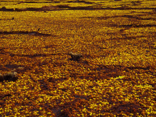 Sárga kénforrások és kőzetminták közelsége, melyek Mars-szerű tájat alkotnak Danakil Depresszió legforróbb hely a Földön, Etiópiában. - Fotó, kép