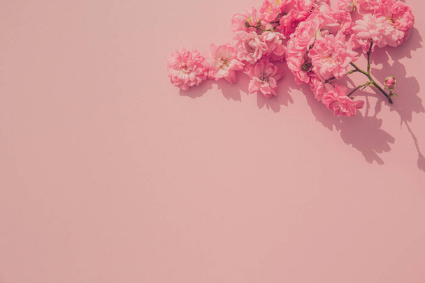 Belle cime di fiori di rosa su sfondo rosa pastello. Concetto natura. Sfondo floreale illuminato dal sole in stile minimal. Vista dall'alto. Piatto. Copia spazio - Foto, immagini