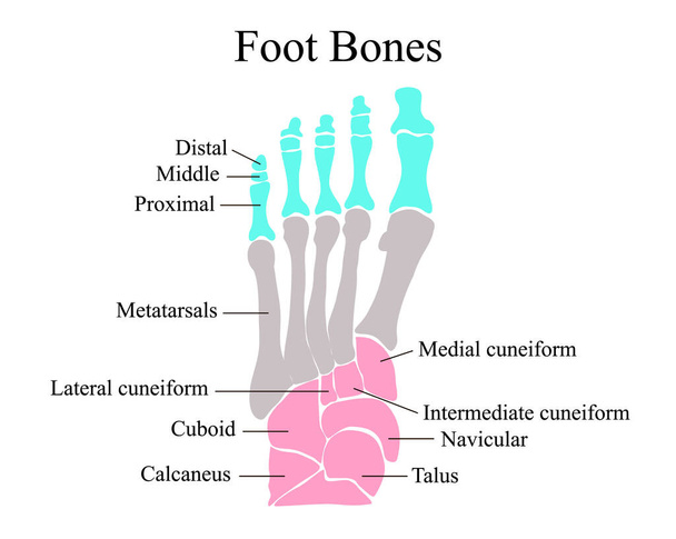 Anatomische Struktur der Fußknochen. Vektorillustration. - Vektor, Bild