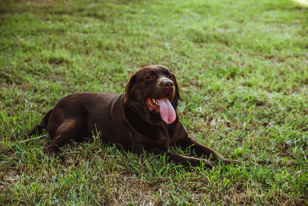 A brown Labrador is lying on the green grass.Summer walk in the park. Loyalty and loyalty. A thoroughbred, beautiful dog. A pet. - Zdjęcie, obraz