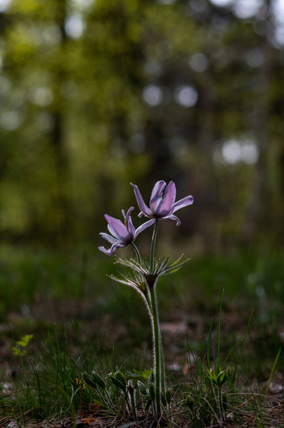 Fioletowy kwiat w lesie. Piękny las purpurowy kwiat. Przezroczyste płatki kwiatów. - Zdjęcie, obraz