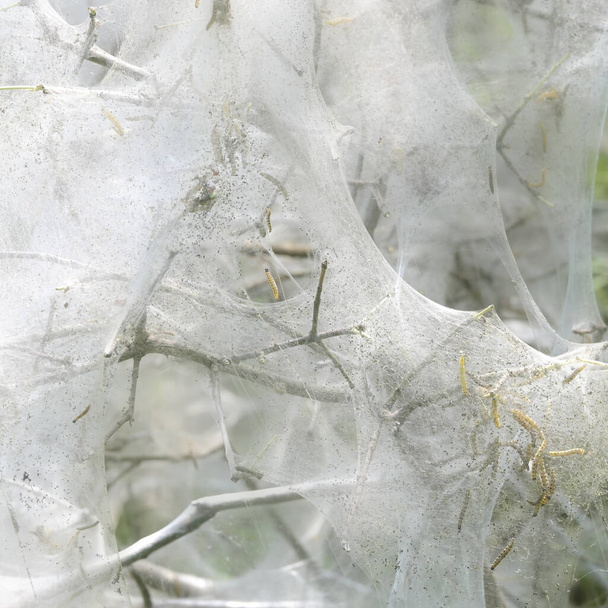 Eine Nahaufnahme von getrockneten Pflanzen, die vollständig von einem Spinnennetz bedeckt sind - Foto, Bild