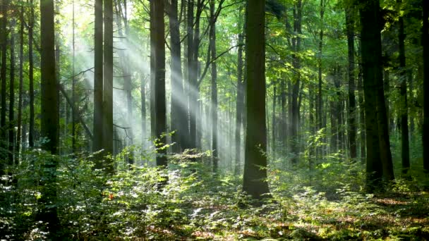Krásné sluneční světlo v lese letecké záběry - Záběry, video