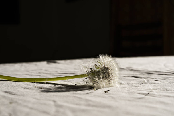 Dandelion oh dandelion. Selective focus on dandelion on the linen cloth. Blurred background. Close up. - Photo, Image