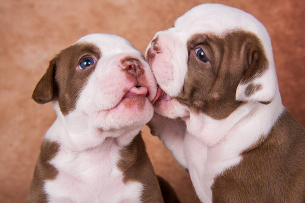 Zwei lustige schokoladenbraune American Bullies Welpen Hunde küssen sich auf braunem Hintergrund - Foto, Bild