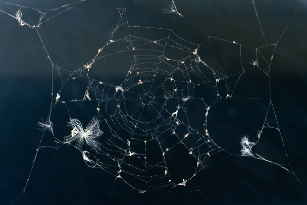 Cobwebs in the sunlight on a dark background, close up. - Foto, Imagen