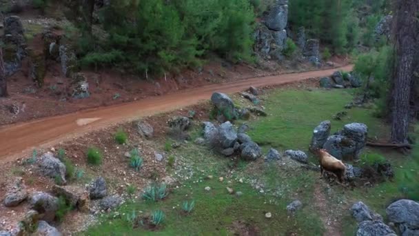 Légi kilátás a vidéki út mentén sziklák és zöld legelő. - Felvétel, videó
