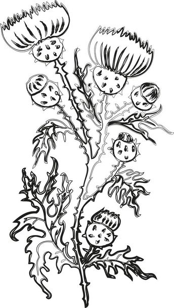Dibujo de contorno vectorial de flor de cardo silvestre con brotes - Vector, Imagen
