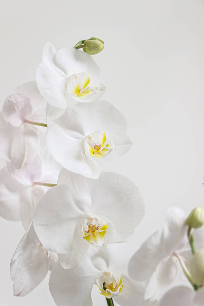 close up of white orchid flower bouquet - Фото, изображение