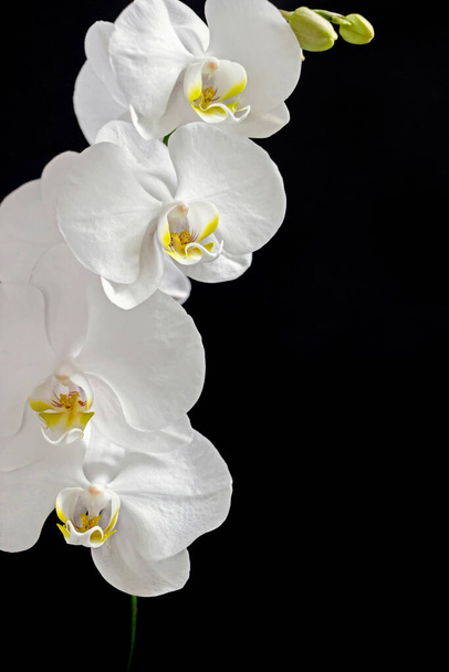 zbliżenie biały storczyk kwiat bukiet na czarnym tle - Zdjęcie, obraz