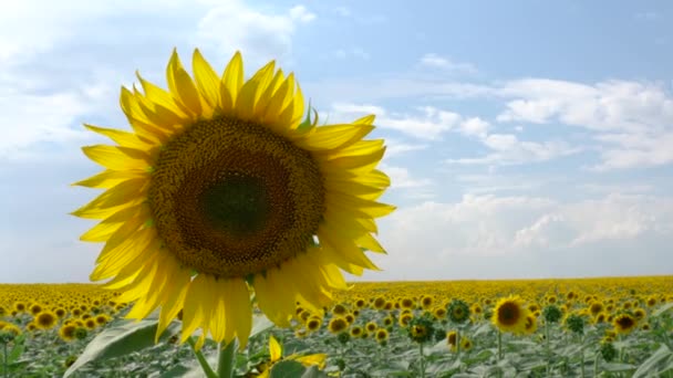 zonnebloem en een veld van zonnebloemen op een blauwe lucht achtergrond - Video