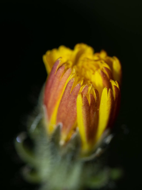 A closeup of the bud of a yellow flower against the black background - Foto, immagini