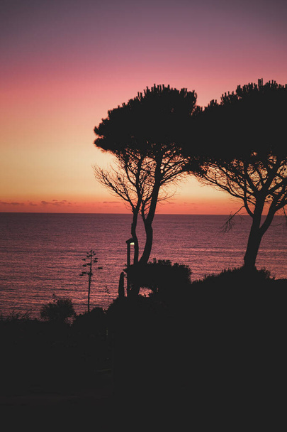 A beautiful view of trees near a sea on a burning sunset background - Фото, зображення