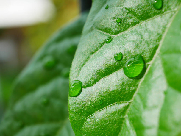 A leaf with water droplets in the garden - Φωτογραφία, εικόνα